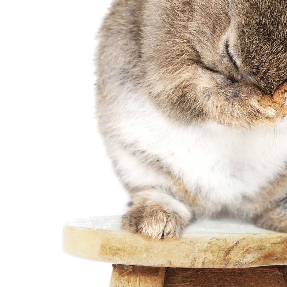 Bashful Bunny on Stool - Animal Portrait