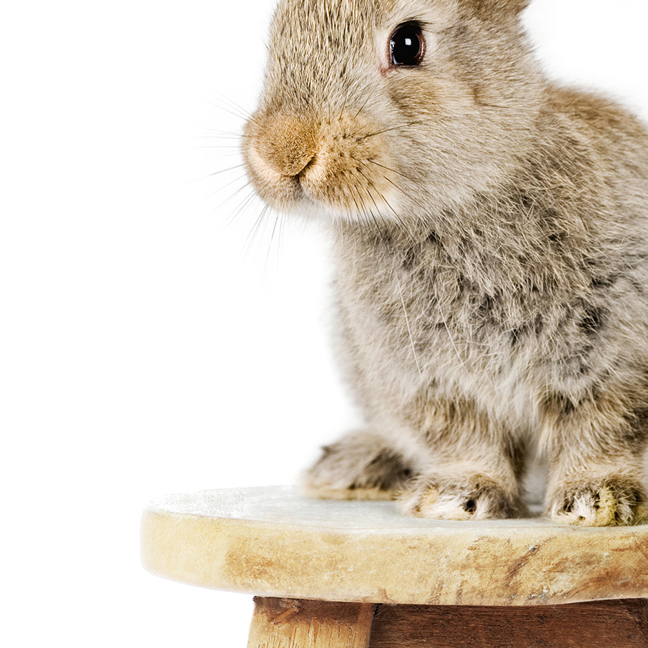 Little Rabbit with Big Ears on Stool - Animal Portrait