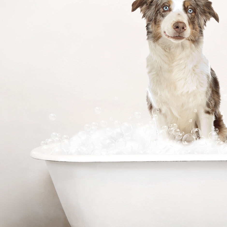 Australian Shephard in Rustic Bath Style