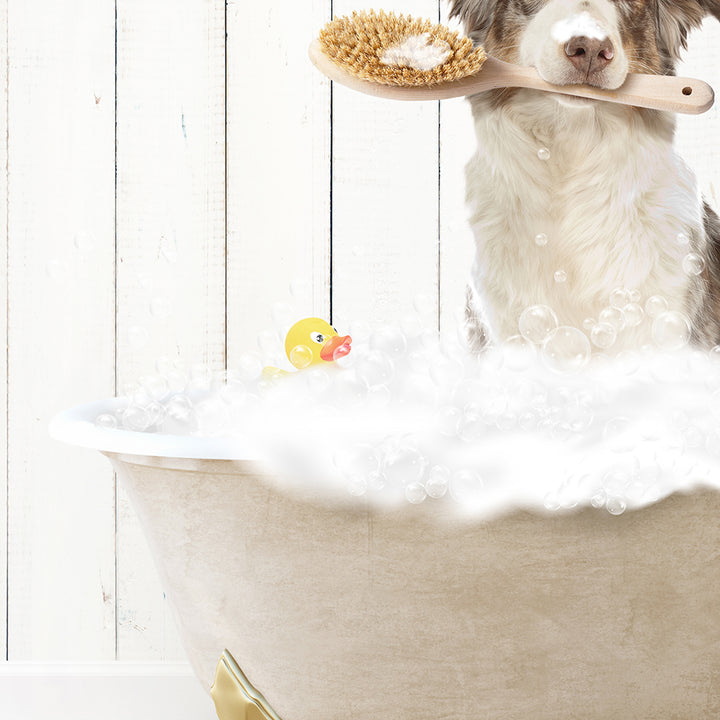 Australian Shephard in Farmhouse Hot Bath