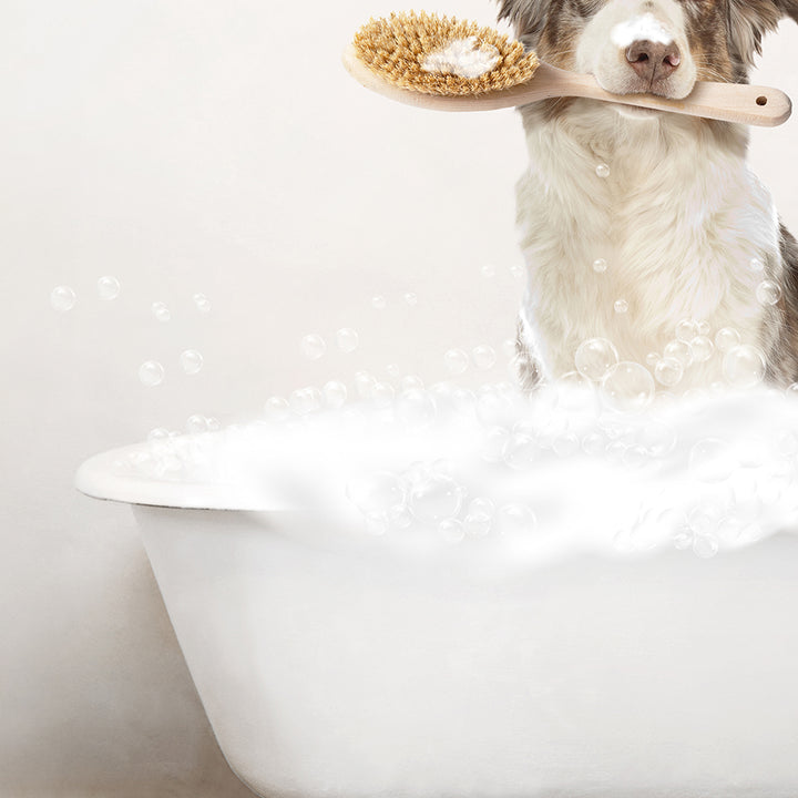 Australian Shephard in Rustic Bath Style Lots of Foamy Bubbles