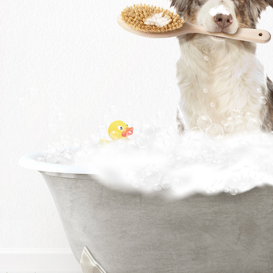 Australian Shephard Scrub A-Dub-Dub in Simple Gray Bath