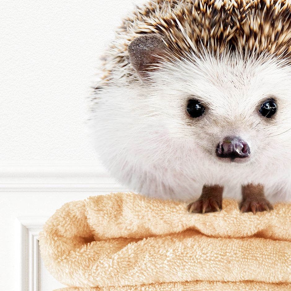 a hedge sitting on top of a towel