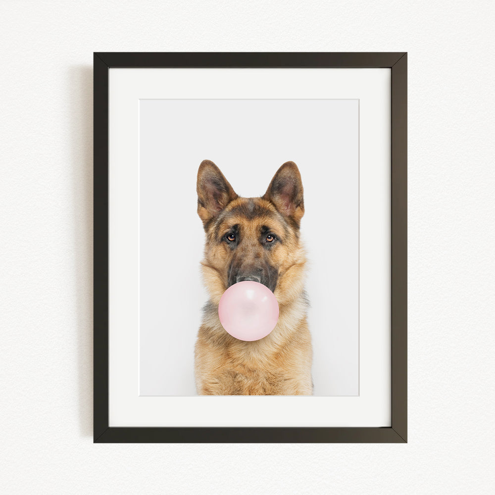 A German Shepherd dog is blowing a bubble with a pink bubble gum bubble.