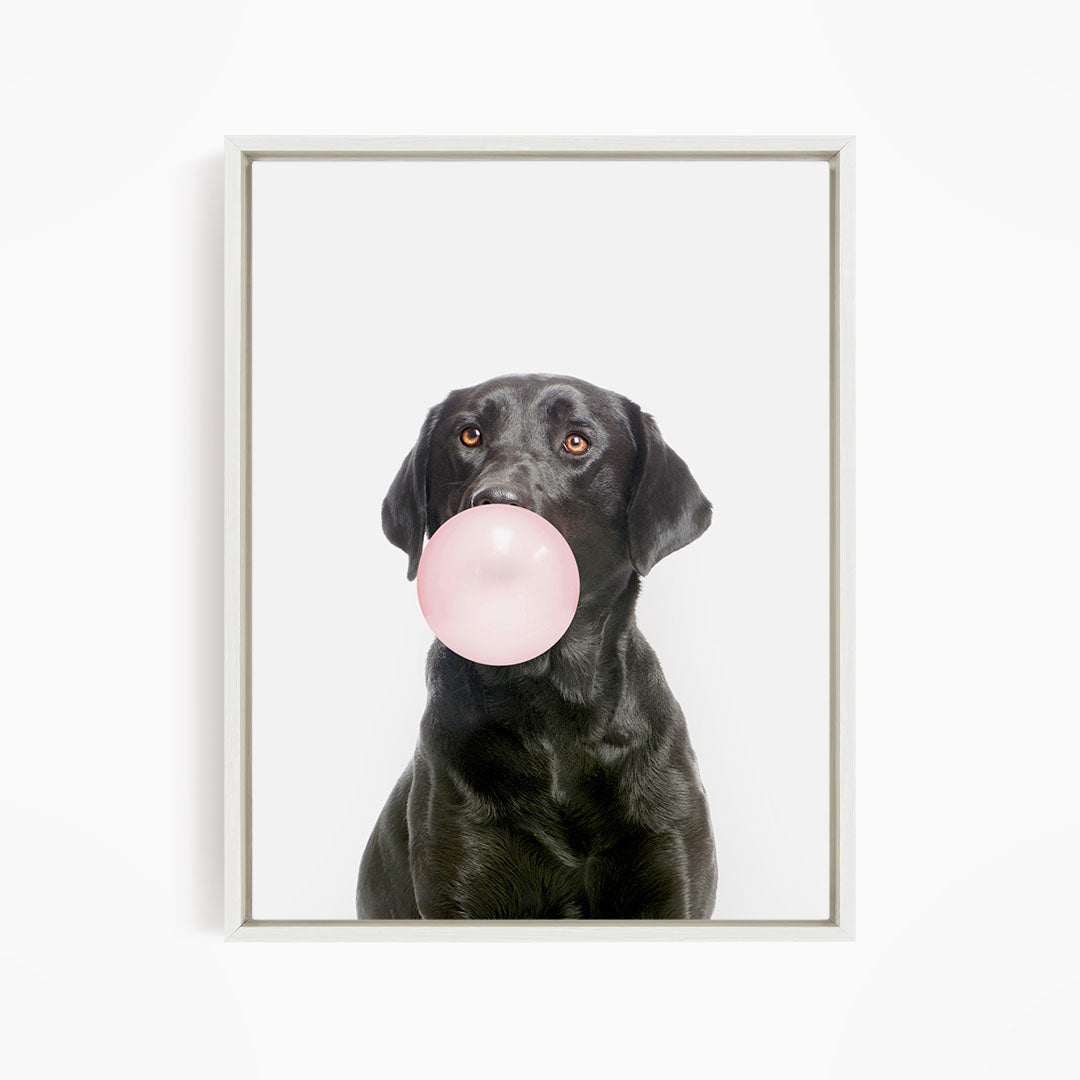 A black dog is blowing a pink bubble gum bubble with its mouth.