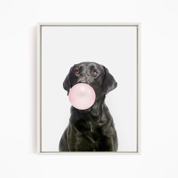 A black dog is blowing a pink bubble gum bubble with its mouth.