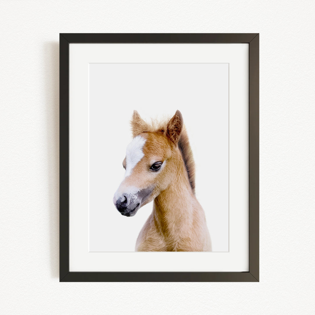 A framed photograph of a young horse with a white blaze on its face, looking directly at the camera.