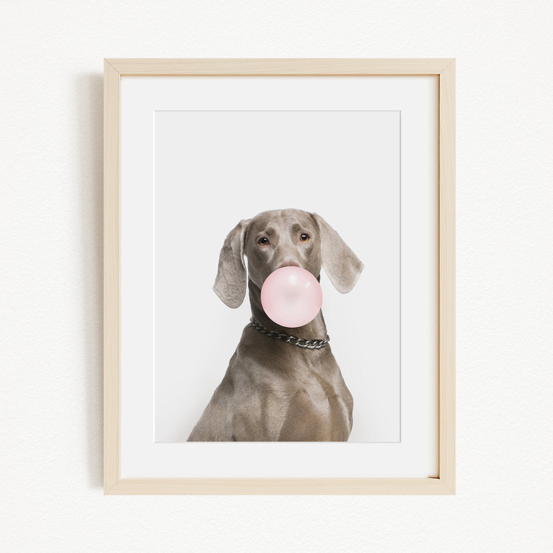 A dog is sitting in front of a white background, blowing a bubble with a pink bubble gum bubble.