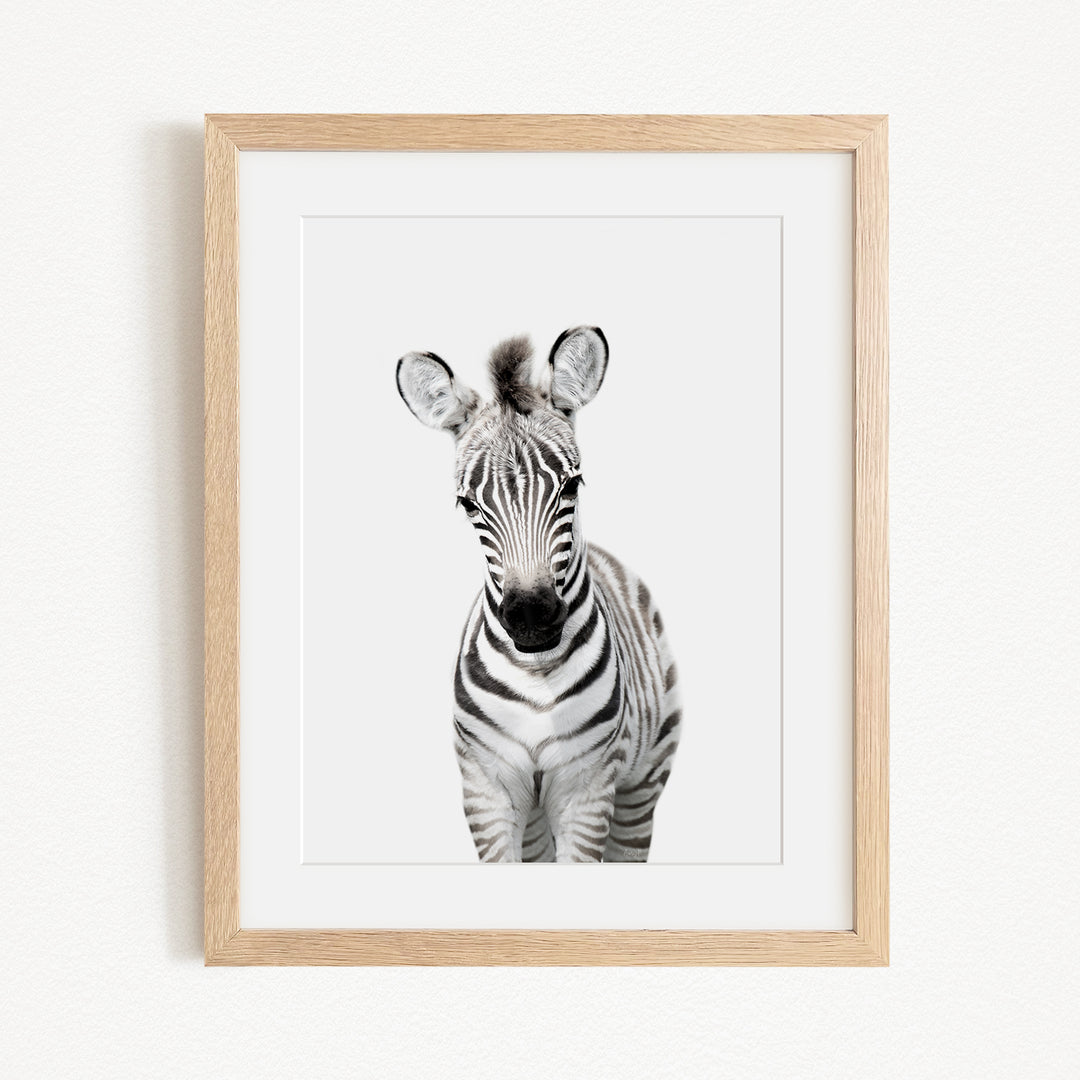 A framed black and white photograph of a zebra, with its distinctive black and white stripes and alert expression, is displayed on a white wall.