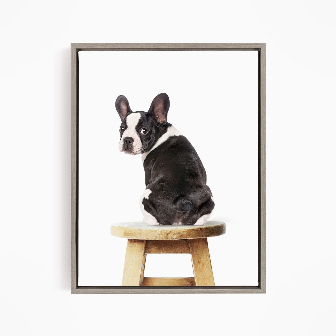 A black and white dog sitting on a wooden stool.