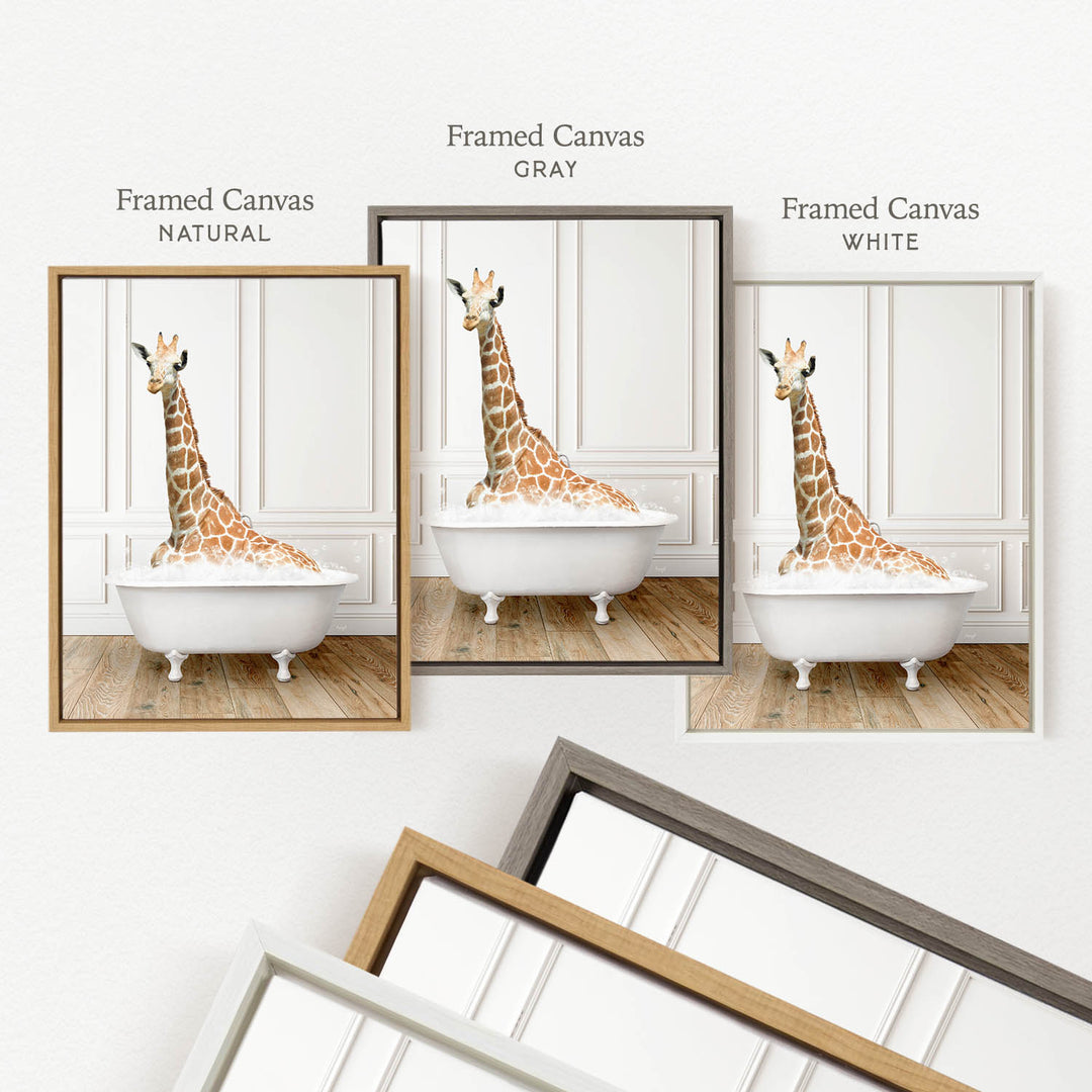 a giraffe sitting in a bathtub, with three framed versions of the image displayed side by side.