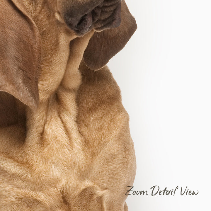 A close-up of a dog's face, focusing on its fur and features, with a white background.