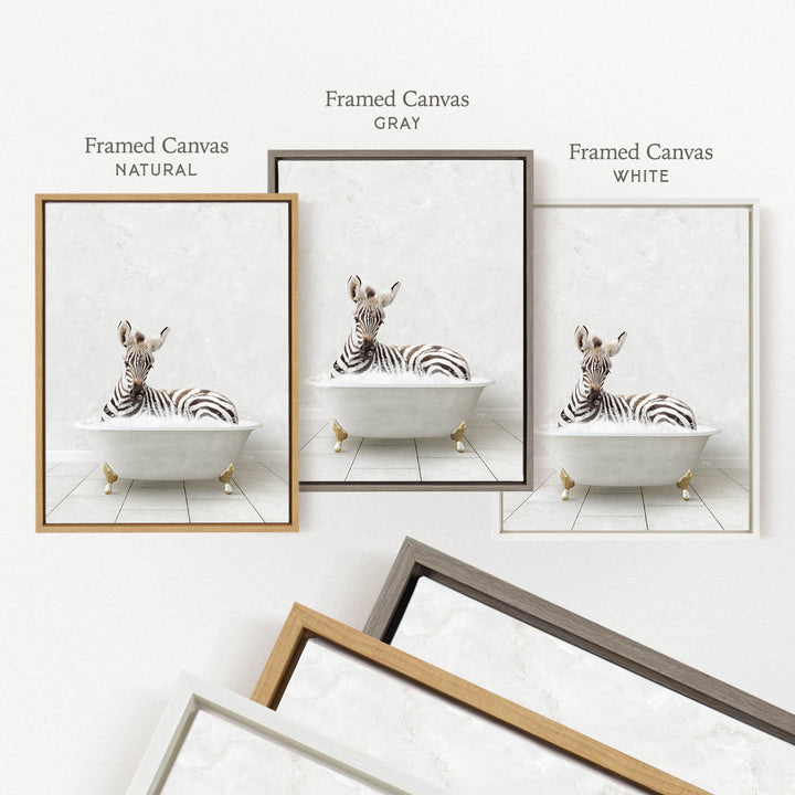 three framed pictures of a zebra sitting in a bathtub, each with a different color frame.