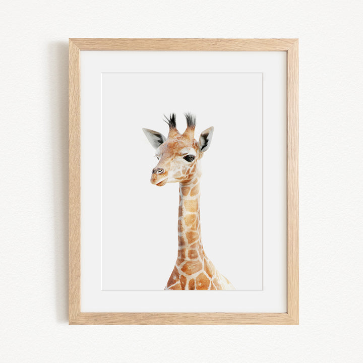 A framed image of a giraffe's head, with its distinctive long neck and spotted coat, is displayed on a white wall.