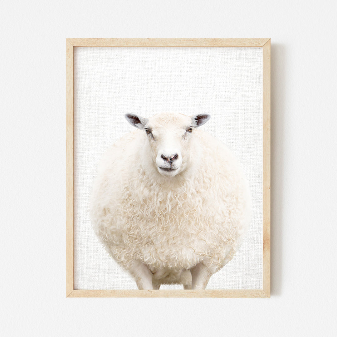 a white sheep standing in front of a white wall