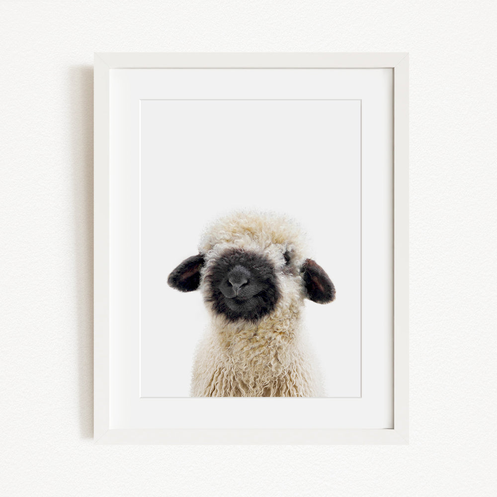 A framed image of a fluffy, black-faced sheep with a curious expression.