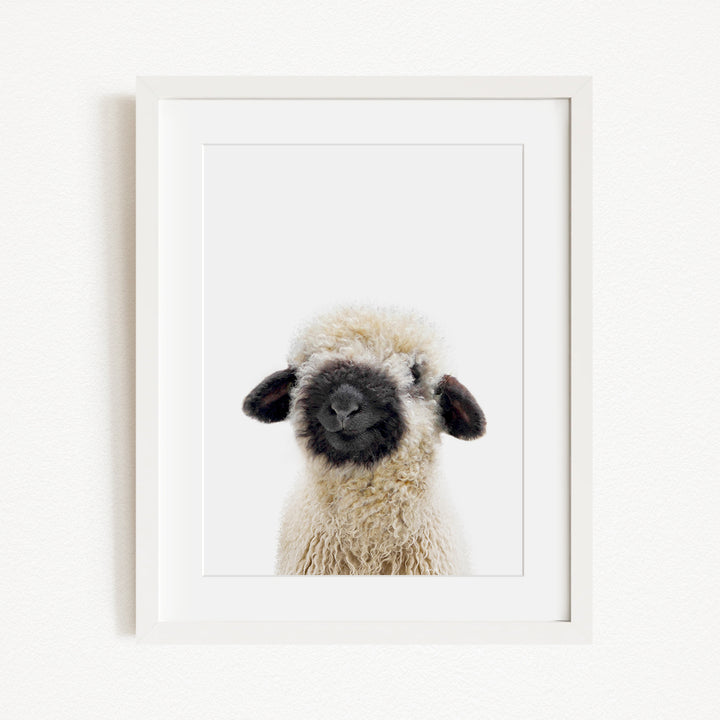 A framed image of a fluffy, black-faced sheep with a curious expression.