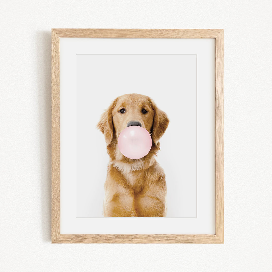 A golden retriever dog is sitting on a white background and blowing a pink bubble with its mouth.