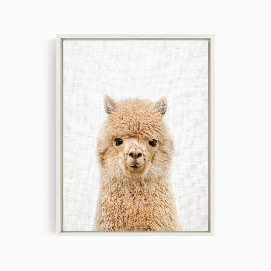 A close-up portrait of a fluffy alpaca against a plain white background.