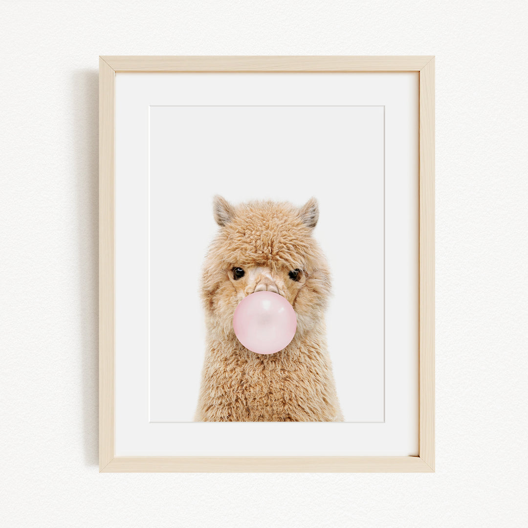 A fluffy brown alpaca blowing a pink bubble with its mouth.