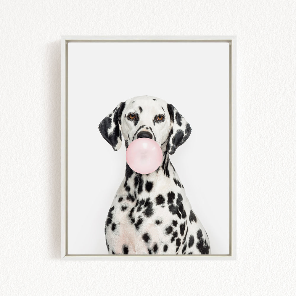A Dalmatian dog is sitting on a white wall, holding a pink bubble gum bubble in its mouth.