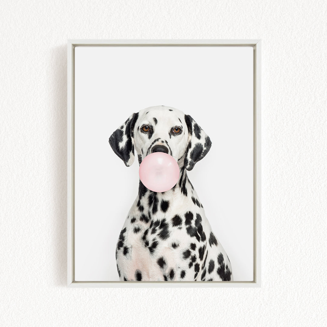 A Dalmatian dog is sitting on a white wall, holding a pink bubble gum bubble in its mouth.