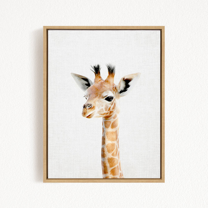 A framed photograph of a giraffe's head, with its distinctive brown and white spotted coat and small horns, is displayed on a white wall.