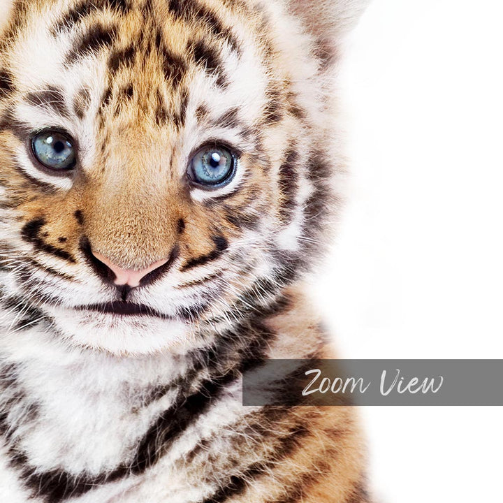 a baby tiger with blue eyes looking at the camera