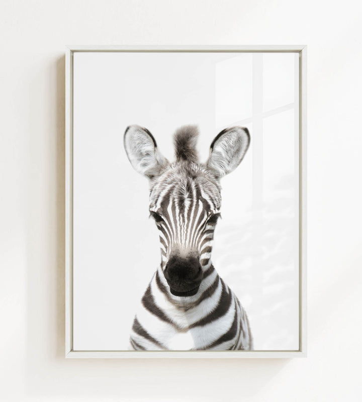 A close-up portrait of a zebra, with its distinctive black and white striped pattern clearly visible.