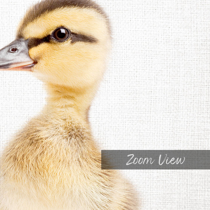 A close-up of a duckling's head and neck, with a text overlay that reads "Zoom View".
