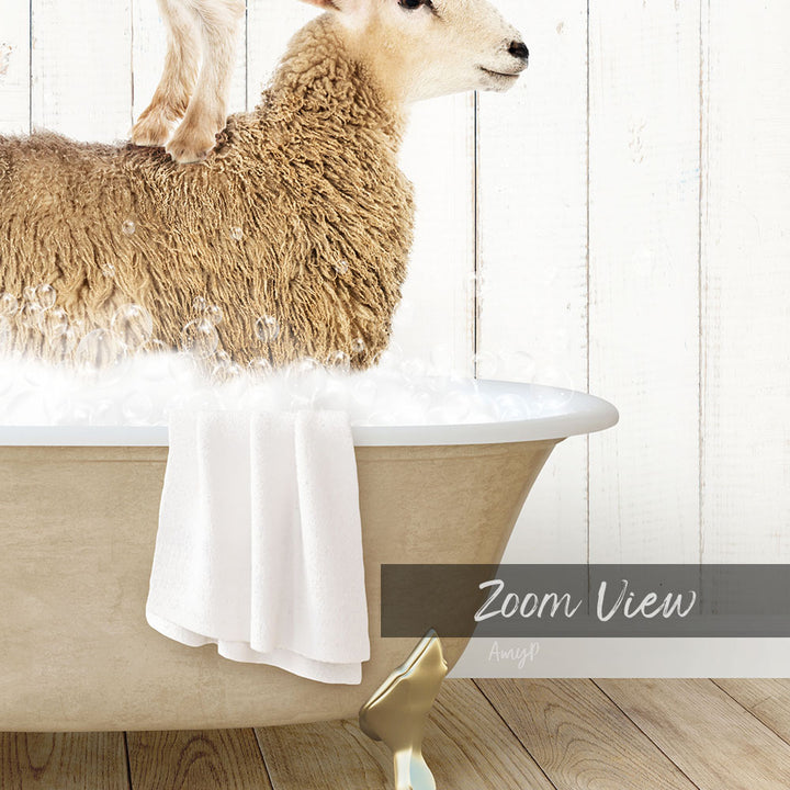 A sheep is sitting in a bathtub filled with water, with a towel draped over the side of the tub.