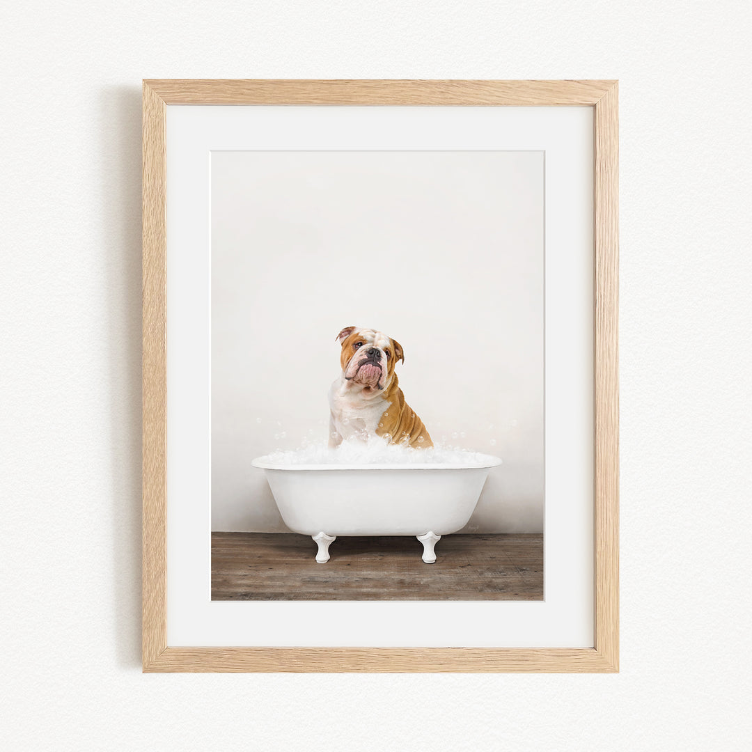 A brown and white bulldog sitting in a white bathtub filled with water, looking up at the camera.
