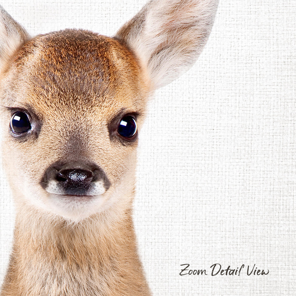 A close-up portrait of a young deer with large, expressive eyes and a small nose, set against a plain white background.