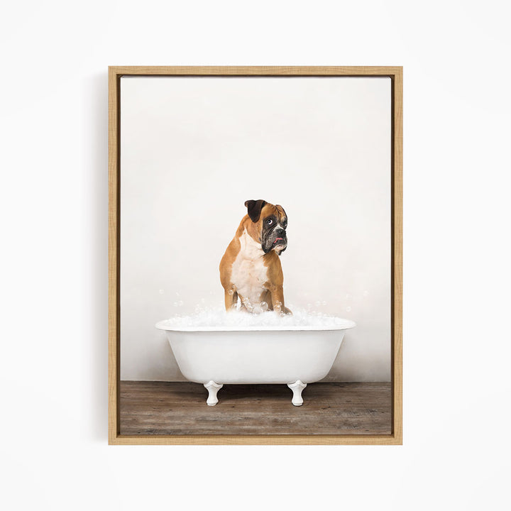 A brown and white dog sitting in a white bathtub filled with water, looking up at the camera.