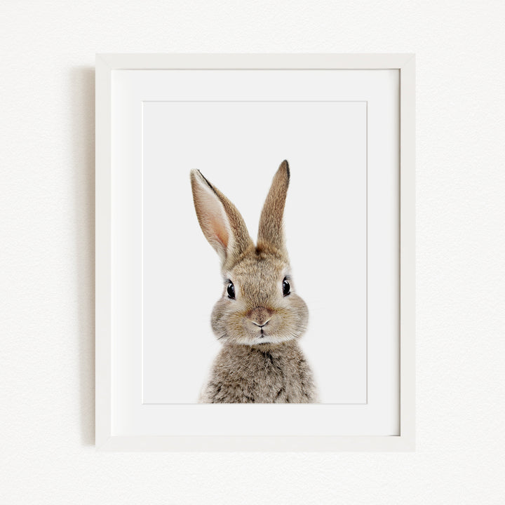 A framed image of a rabbit with large ears and a small nose, looking directly at the camera.