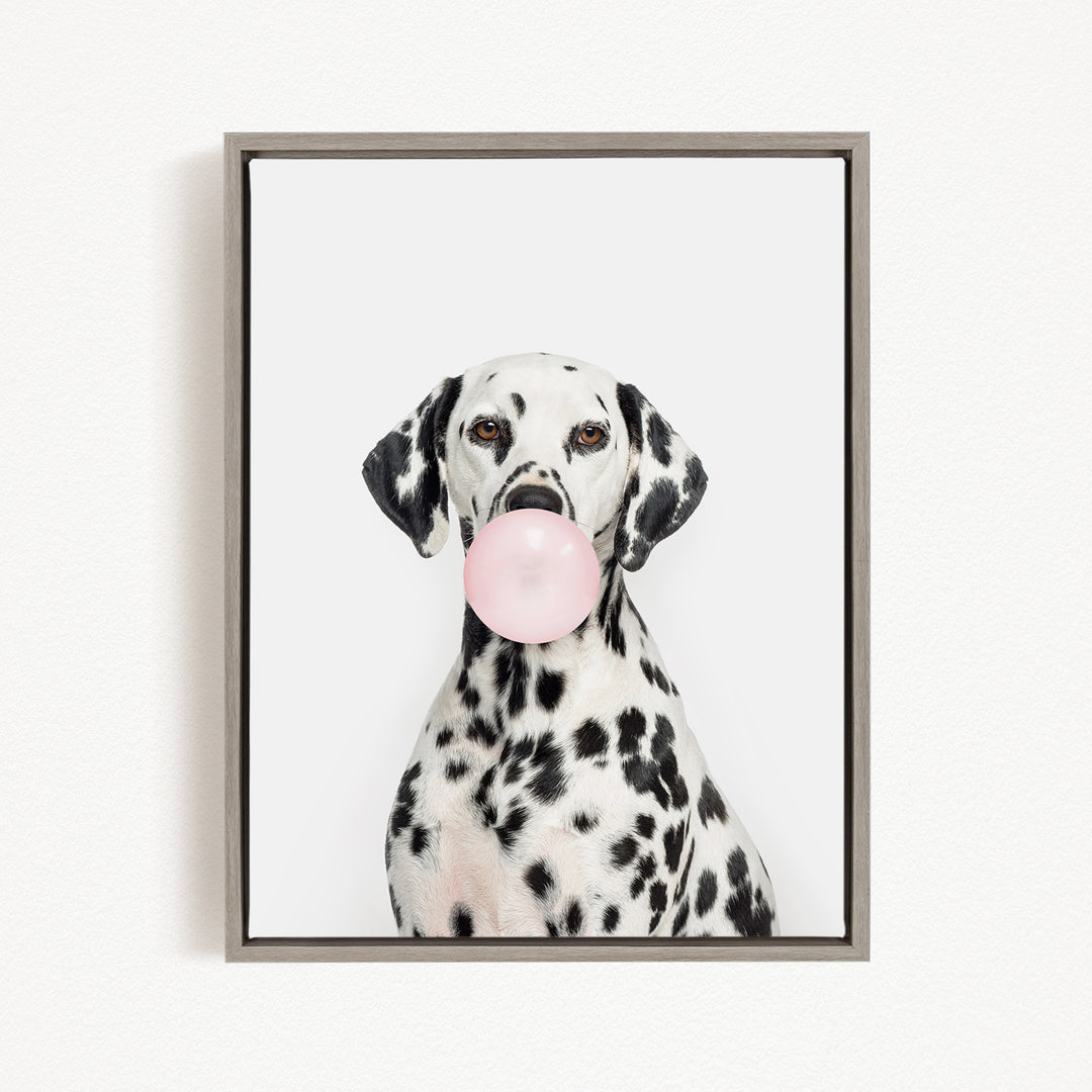 A Dalmatian dog is sitting on a white background, blowing a bubble with a pink bubble gum bubble.