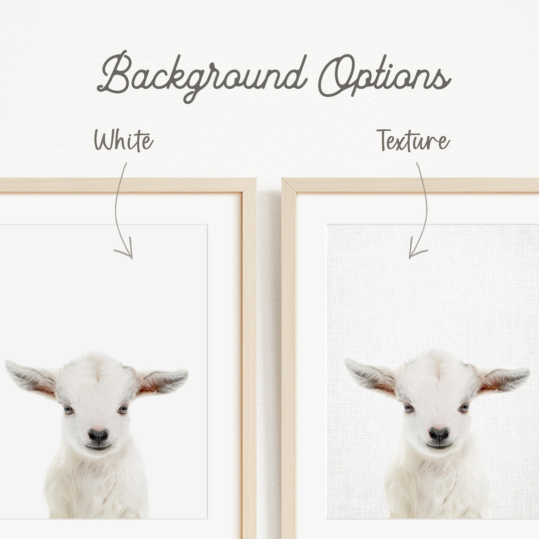 a baby lamb with a white background, and there are two options for the background texture: white and a textured white background.