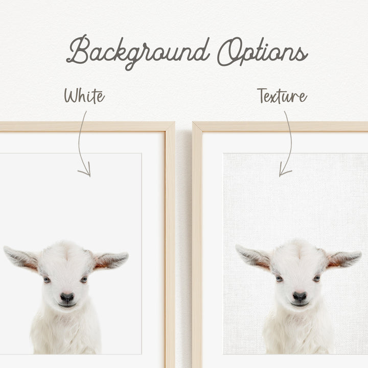a baby lamb with a white background, and there are two options for the background texture: white and a textured white background.