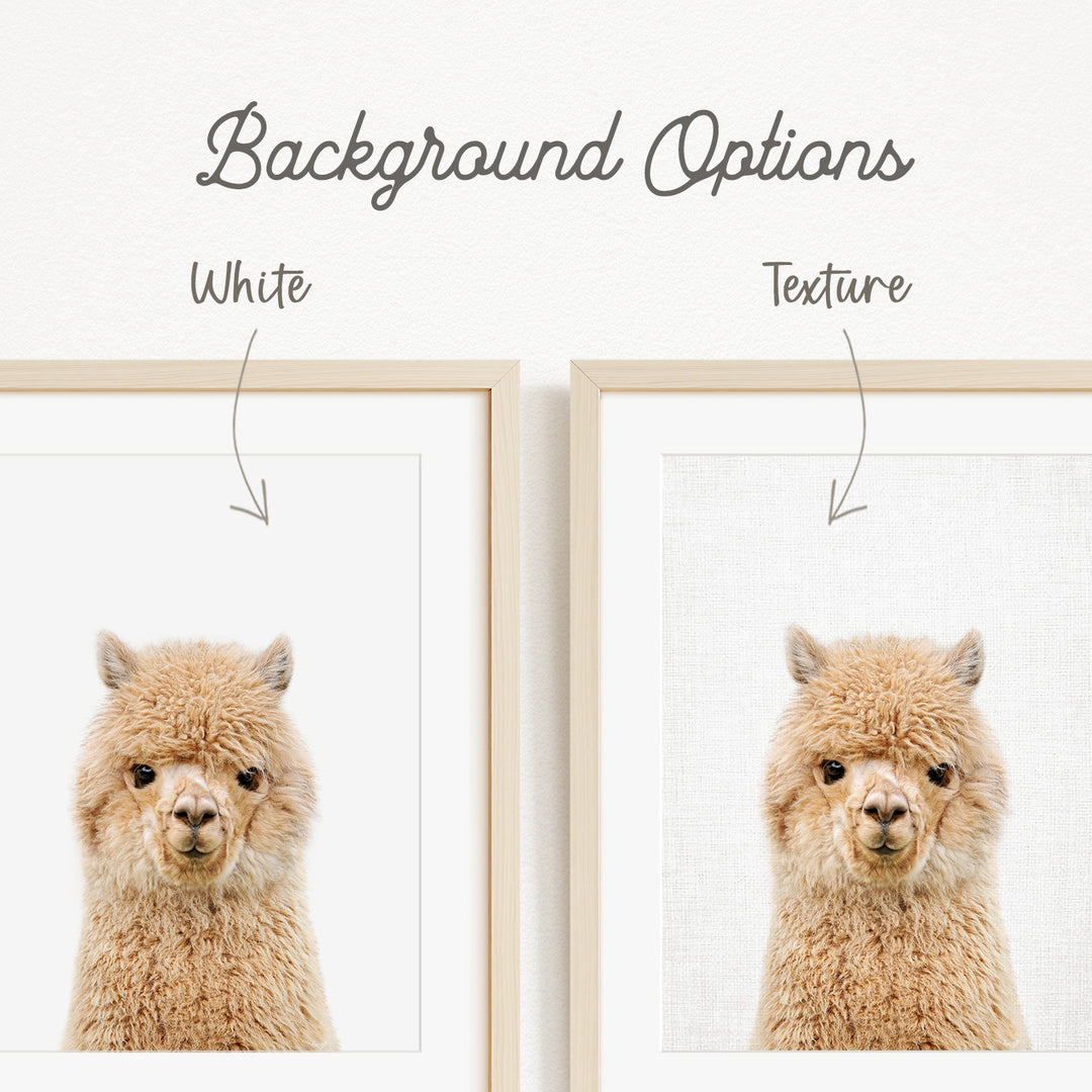 a close-up of a fluffy alpaca's face, with two framed pictures side by side. The text above the images indicates that there are two different backgrounds available, with one being white and the other being a textured background.