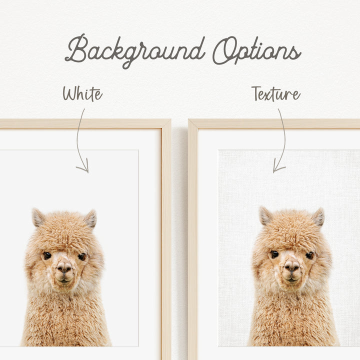 a close-up of a fluffy alpaca's face, with two framed pictures side by side. The text above the images indicates that there are two different backgrounds available, with one being white and the other being a textured background.