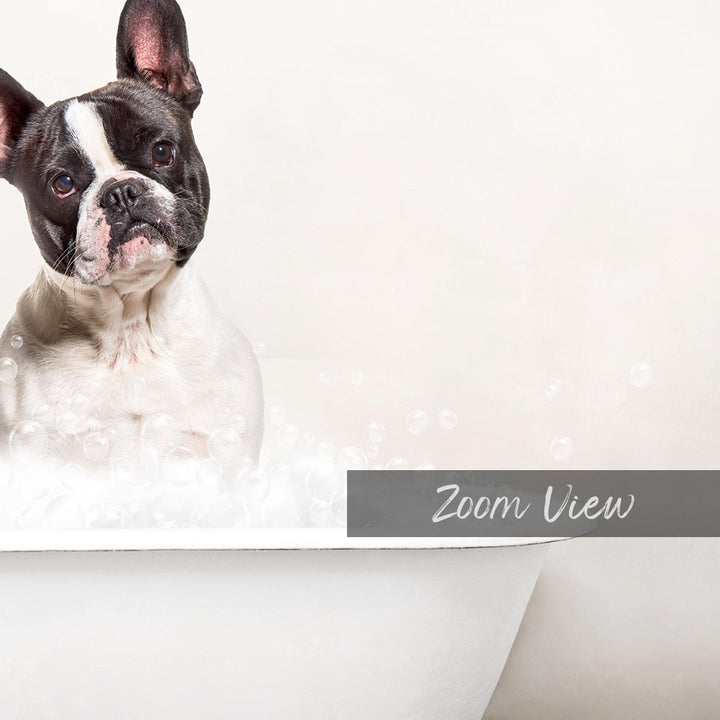 A French Bulldog sitting in a bathtub filled with bubbles, looking up at the camera.