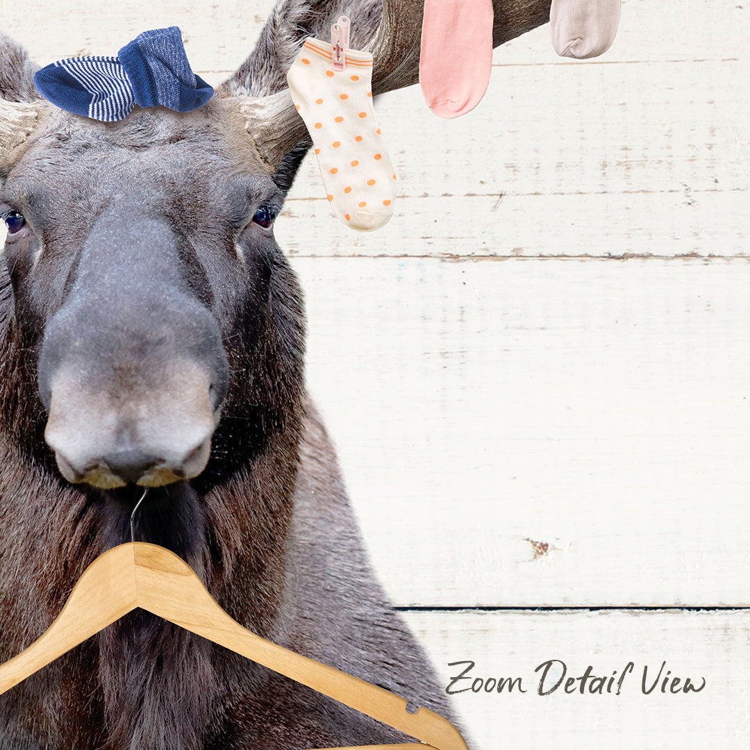 A close-up of a moose's head with a wooden hanger attached to its nose, against a white wooden background.