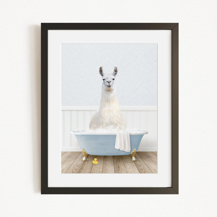 A white llama sitting in a blue bathtub filled with water, with yellow rubber duckies floating around it.