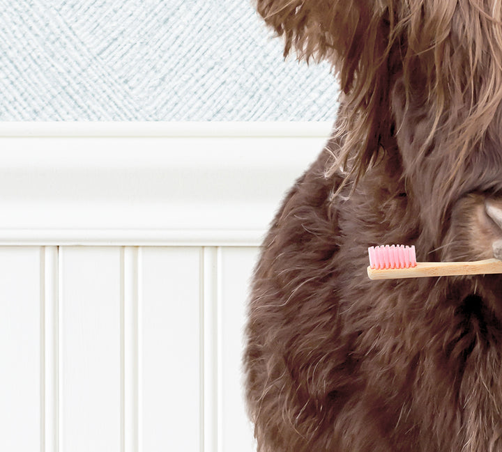 a dog with a toothbrush in its mouth