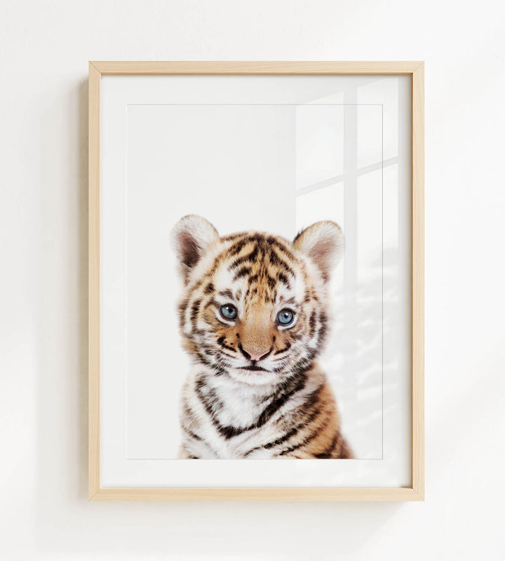 A young tiger cub with striking blue eyes is the focal point of the framed photograph, which is hung on a white wall.