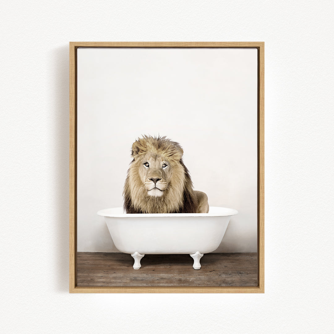A majestic lion sits in a white bathtub, its gaze fixed directly on the camera.