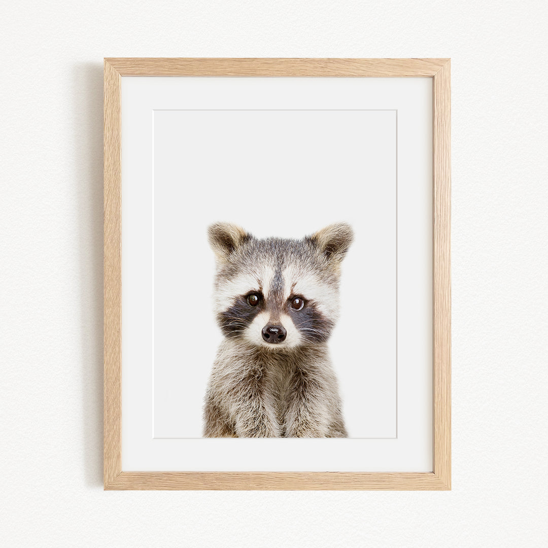 A cute raccoon with large eyes and a small nose is the focus of the framed picture.