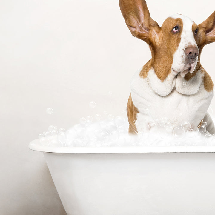 Basset Hound in Rustic Bath Style