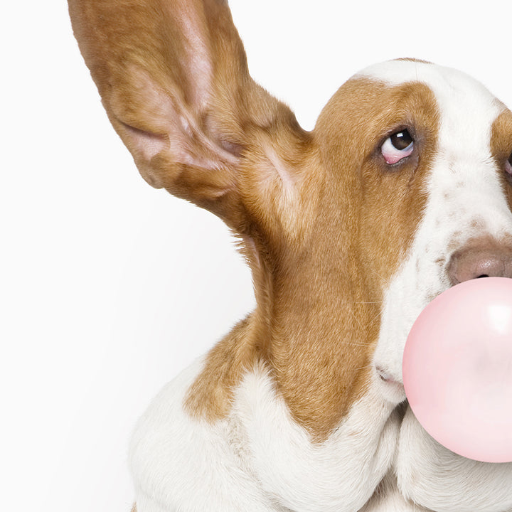 Basset Hound Blowing Bubbles