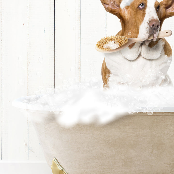 Basset Hound in Farmhouse Hot Bath